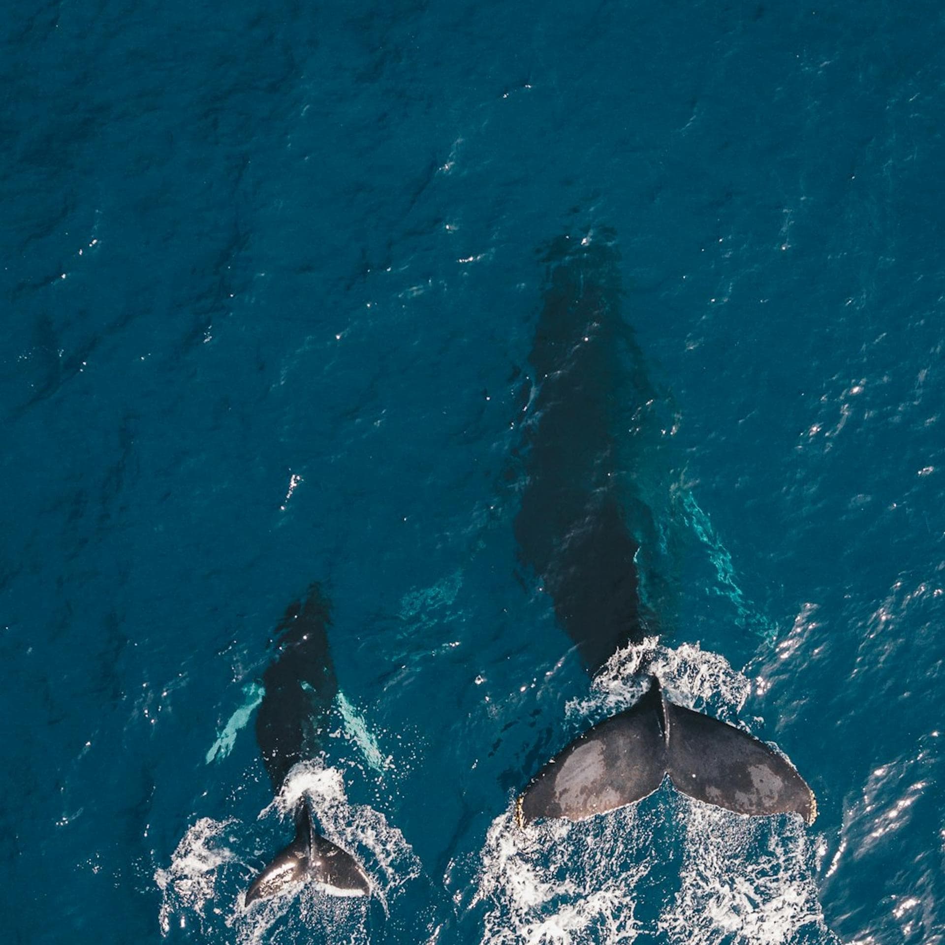 HTDC Presents: Hawaii’s Path to Global Ocean Innovation Leadership